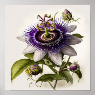Paarse Passion Flower Art Print Poster