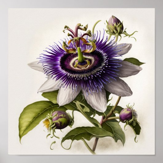 Paarse Passion Flower Art Print Poster (Voorkant)