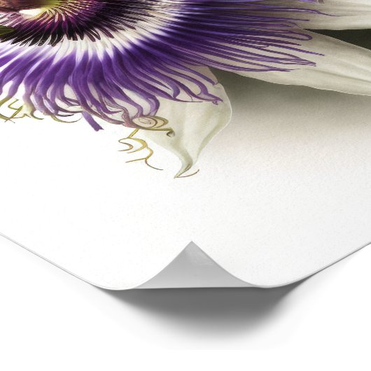 Paarse Passion Flower Art Print Poster (Hoek)
