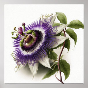 Paarse Passion Flower Art Print Poster