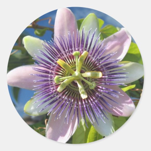 Paarse Passion Flower Sticker (Voorkant)