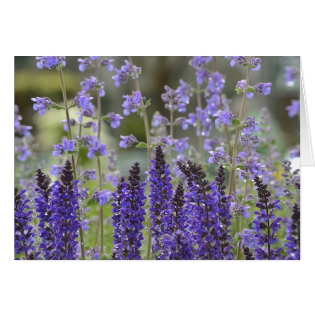 Paarse Passion Notecard (Voorkant Horizontaal)