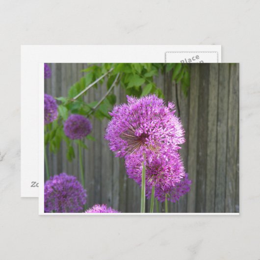 PAARSE PEONY BRIEFKAART (Voorkant / Achterkant)