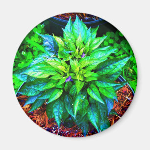 paarse pequinepeper magneet