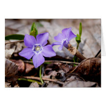 Paarse Periwinkle Flowers Kaart