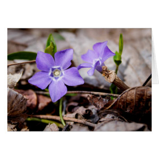 Paarse Periwinkle Flowers Kaart