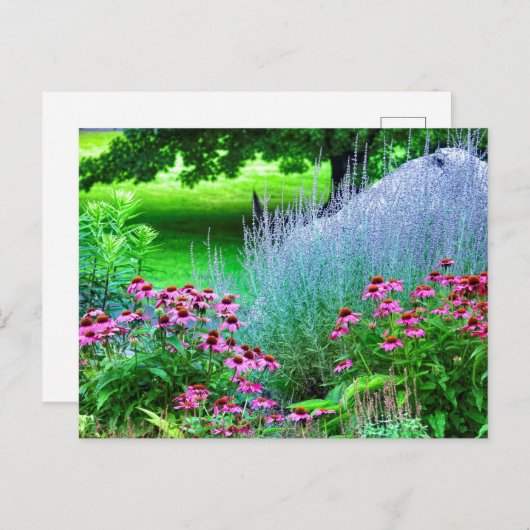 Paarse Perovskia en Echinacea Briefkaart (Voorkant / Achterkant)