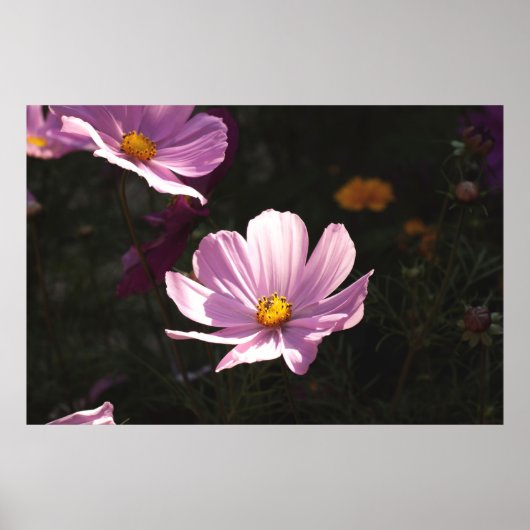 PAARSE PETALED-STROOM POSTER (Voorkant)