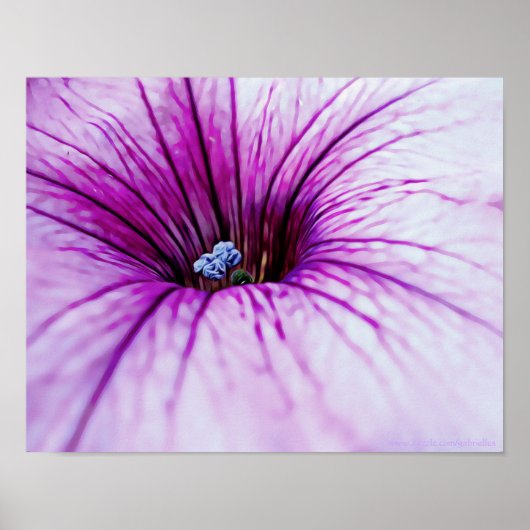 Paarse Petunia Bloem Fotografische Art Print (Voorkant)