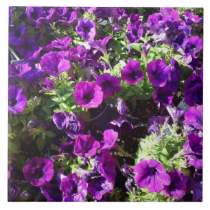 Paarse Petunia Bloemventilator Tegel Tegeltje