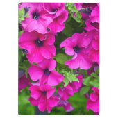 Paarse petunia klembord (Achterkant)