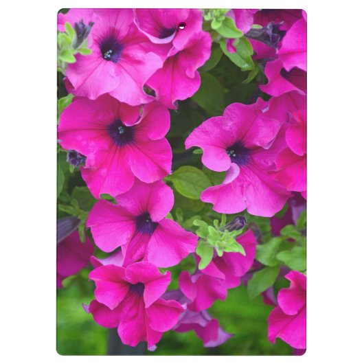 Paarse petunia klembord (Achterkant)