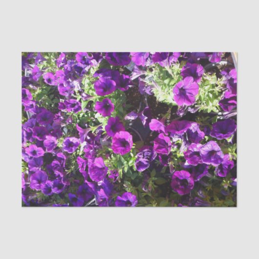 Paarse petunia Vloerweefsel Tissuepapier (Voorkant)