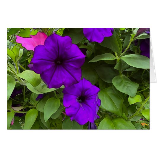 Paarse Petunias - 5 x 7 inch Art Kaart (Voorkant Horizontaal)