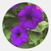 Paarse Petunias - Envelop Stickers (Voorkant)