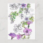 Paarse Petunias Pen en Ink Flower Sketch Briefkaart (Voorkant)