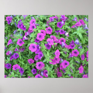 Paarse Petunias Print