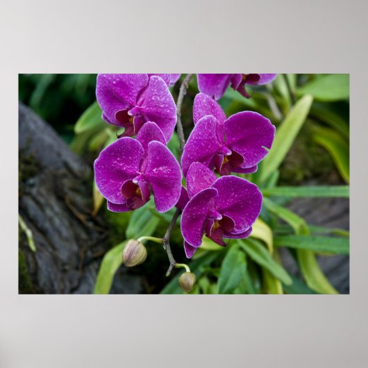 Paarse Phalaenopsis Orchid Poster (Voorkant)