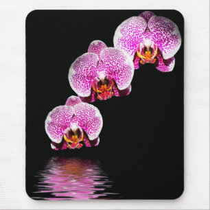 Paarse Phalaenopsis Orchideeën Reflecties Muismat