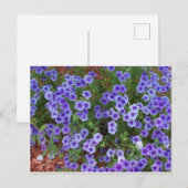 Paarse Phlox-bloemen op Briefkaart (Voorkant / Achterkant)