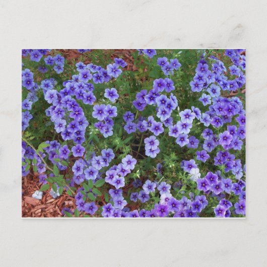 Paarse Phlox-bloemen op Briefkaart (Voorkant)