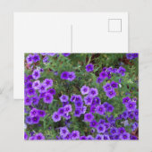 Paarse Phlox-bloemen op Briefkaart (Voorkant / Achterkant)