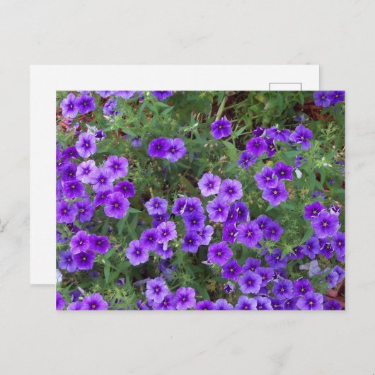 Paarse Phlox-bloemen op Briefkaart (Voorkant / Achterkant)