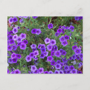 Paarse Phlox-bloemen op Briefkaart