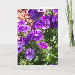 Paarse Phlox-bloemen op een blanco wenskaart Kaart