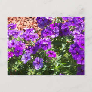 Paarse Phlox bloemen op een postkaart