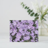  Paarse Phlox Briefkaart (Staand voorkant)