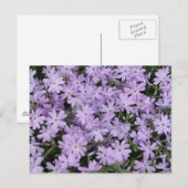  Paarse Phlox Briefkaart (Voorkant / Achterkant)