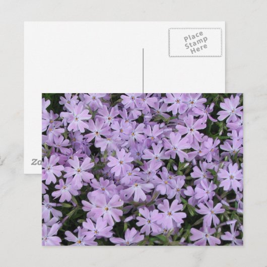 Paarse Phlox Briefkaart (Voorkant / Achterkant)