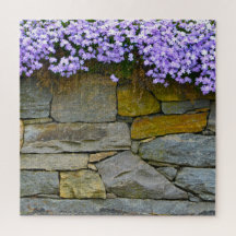 Paarse Phlox en Rocks