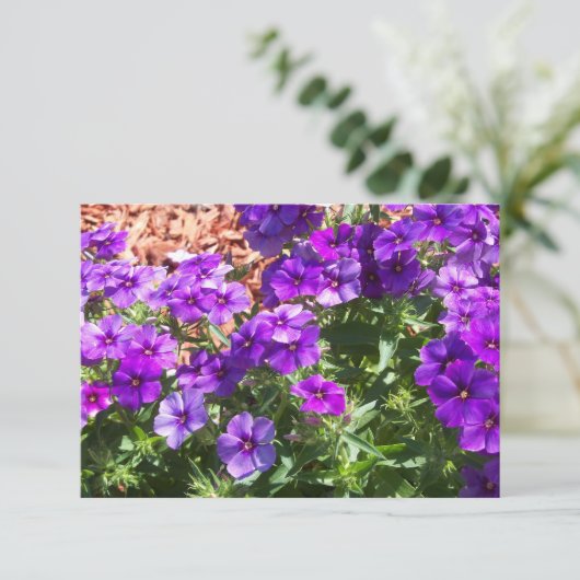 Paarse Phlox Floral Hartelijk dank Bedankkaart (Staand voorkant)