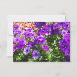 Paarse Phlox Floral Hartelijk dank Bedankkaart