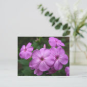 Paarse Phlox Flowers Briefkaart (Staand voorkant)