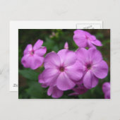 Paarse Phlox Flowers Briefkaart (Voorkant / Achterkant)