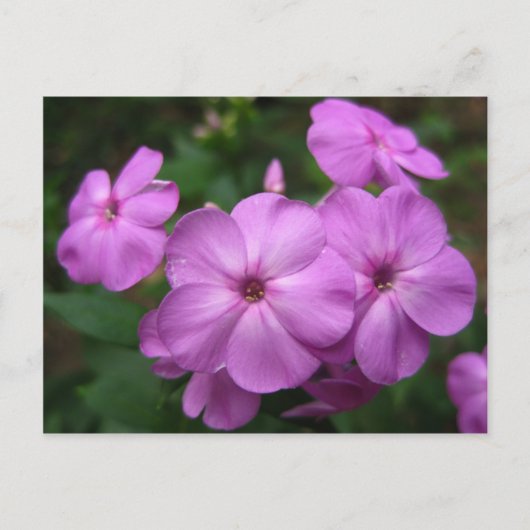 Paarse Phlox Flowers Briefkaart (Voorkant)