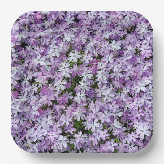 Paarse Phlox Flowers Papieren Bordje (Voorkant)