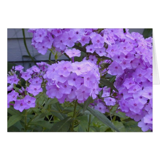 Paarse Phlox-kaart (Voorkant Horizontaal)