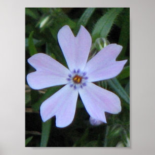 Paarse Phlox Poster