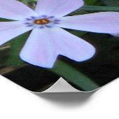 Paarse Phlox Poster (Hoek)