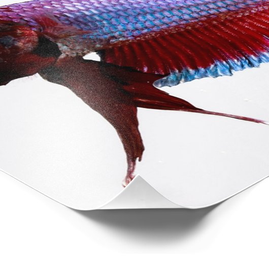 Paarse Plakat Betta Fish Foto Afdruk (Hoek)