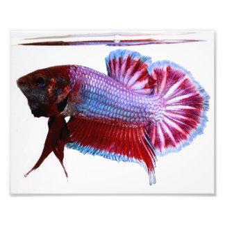 Paarse Plakat Betta Fish Foto Afdruk