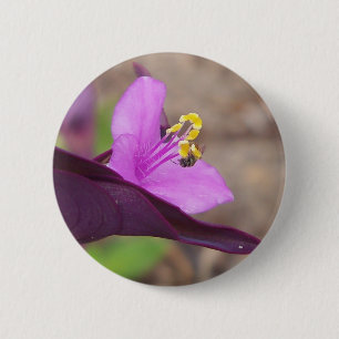 paarse plant genaamd tradescantia en een kleine bi ronde button 5,7 cm