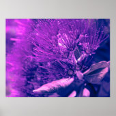 Paarse Pohutukawa Tree Poster (Voorkant)
