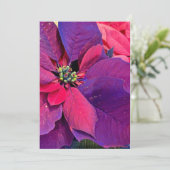 Paarse Poinsettia's Feestdagenkaart (Staand voorkant)