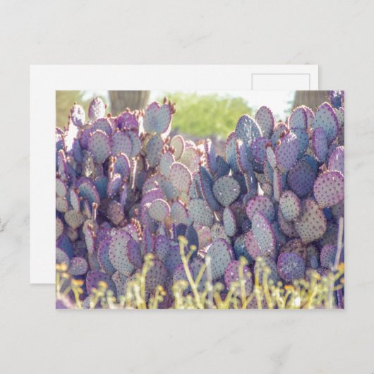 Paarse Prickly Pears | BRIEFKAART (Voorkant / Achterkant)