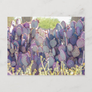 Paarse Prickly Pears   BRIEFKAART